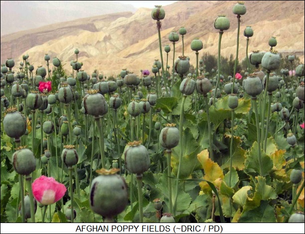 Afghan poppy fields