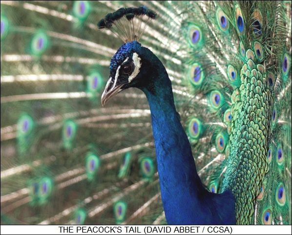 the peacock's tail
