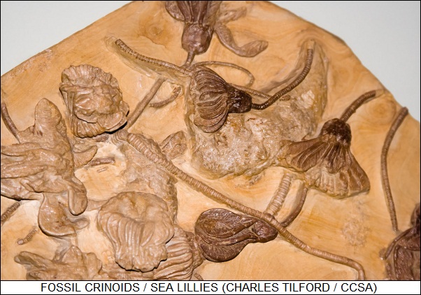 fossil crinoids / sea lilies