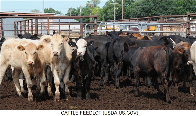 cattle feedlot