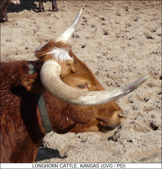 longhorn cattle, Kansas