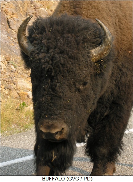 buffalo (bison)