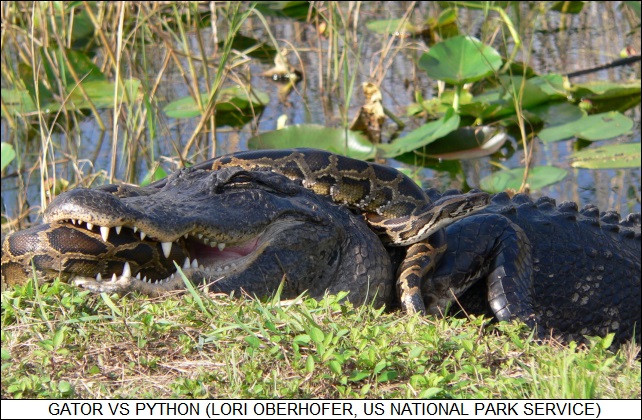 gator versus python