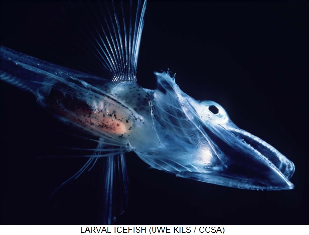 icefish larva
