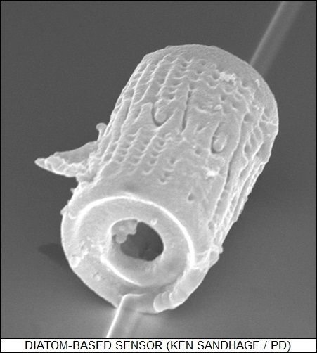 diatom-based sensor