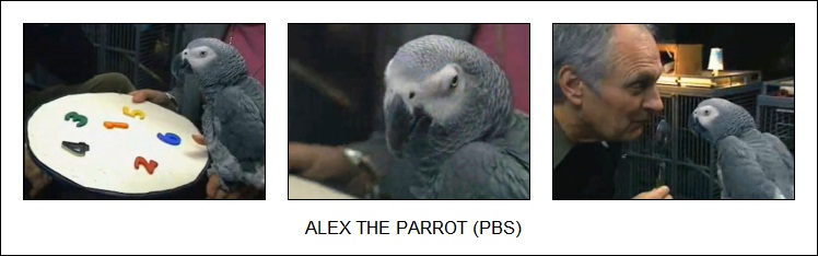Alex the African gray parrot