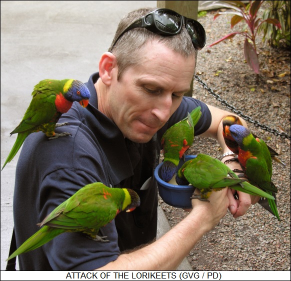 MrG & attack of the lorikeets