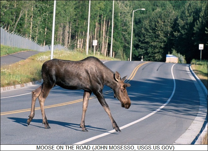 moose on the road