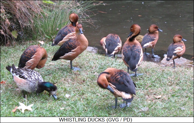 whistling ducks