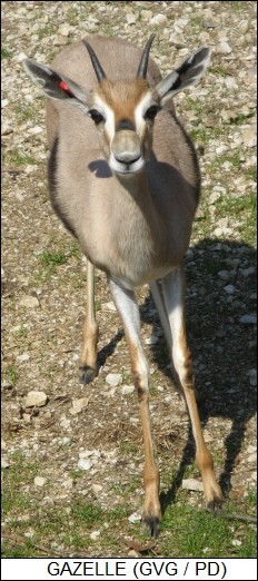 gazelle at Saint Louis Zoo