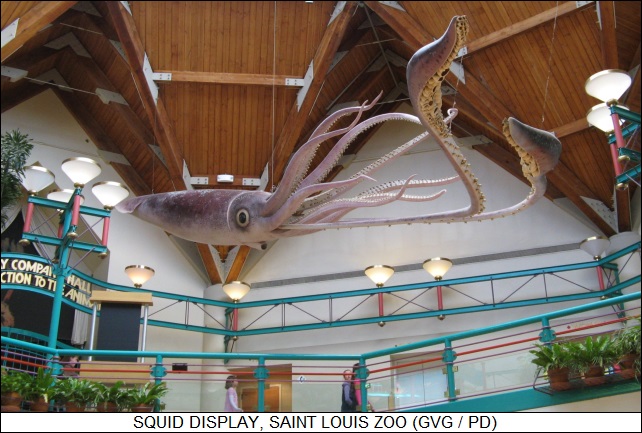 squid display at Saint Louis Zoo