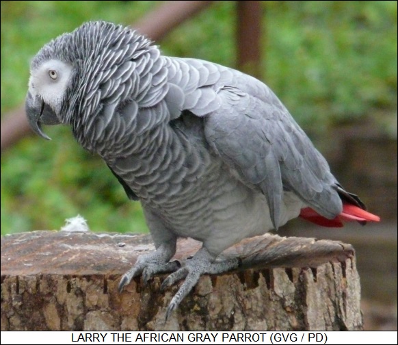 Larry the African gray parrot