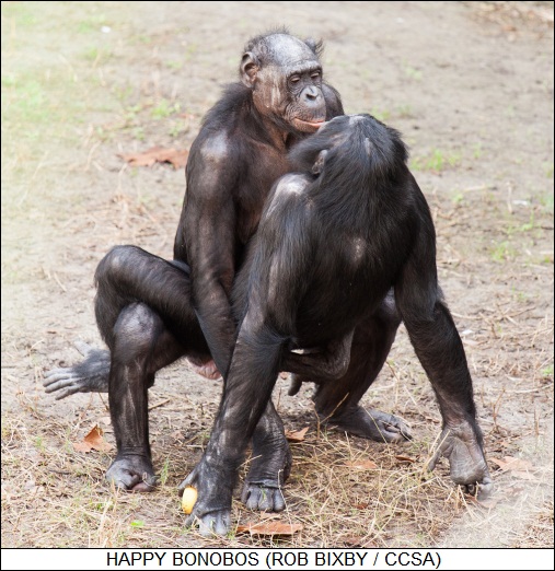 happy bonobos