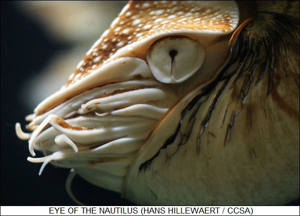 eye of the nautilus