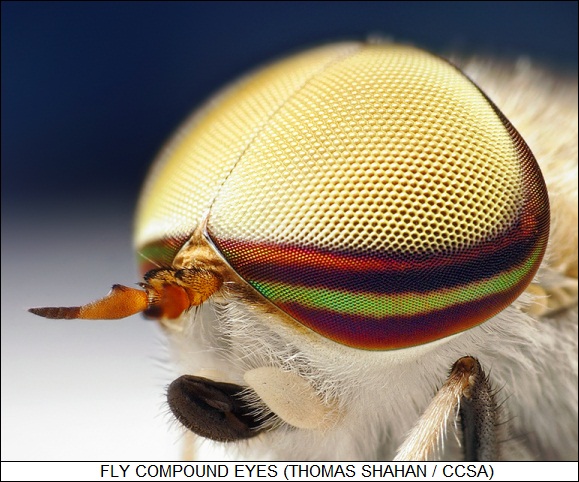 fly compound eyes
