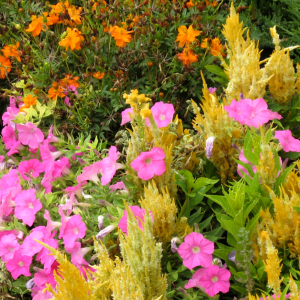 image of flower bed