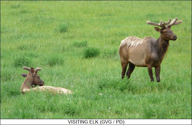 elk visiting Loveland