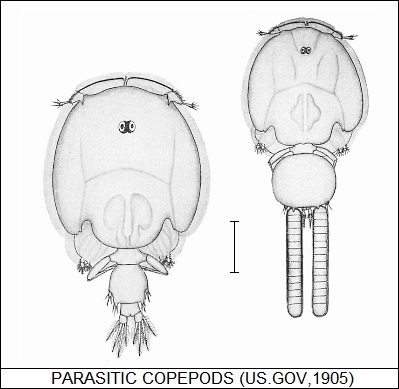 parasitic copepods