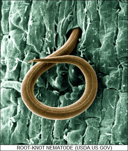 root-knot nematode