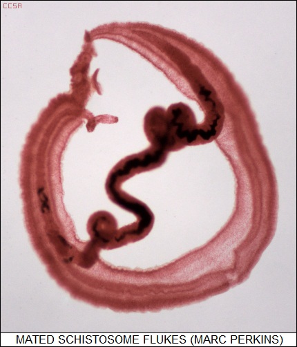 mated male & female schistosome flukes