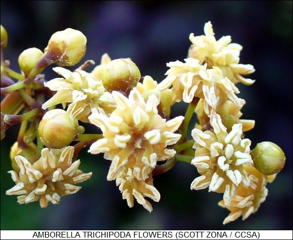 Amborella trichipoda flowers