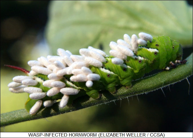 parasitic wasp larva cocoons on hornworm