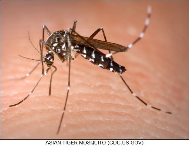 Asian tiger mosquito