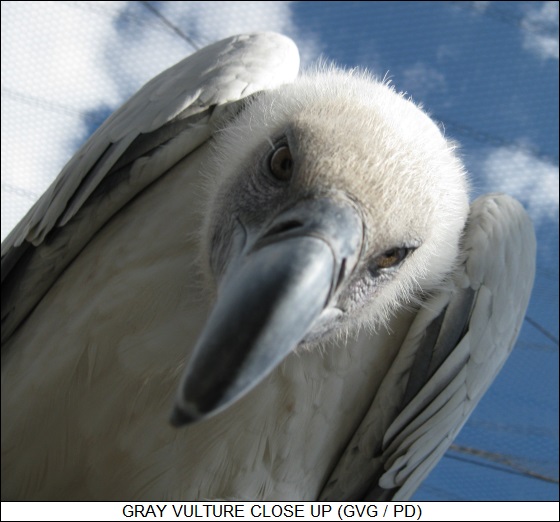 gray vulture