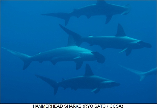 hammerhead sharks
