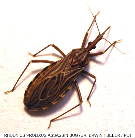 Rhodnius prolixus assassin bug