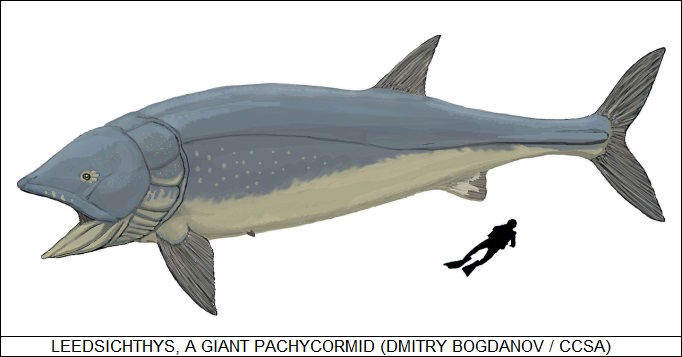 Leedsichthys, a giant pachycormid