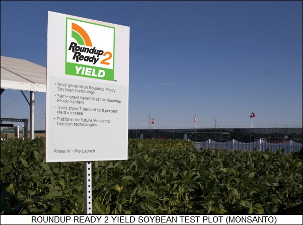 Roundup Ready 2 Yield soybean test plot