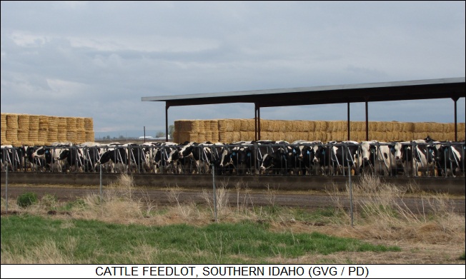 cattle feedlot, southern Idaho