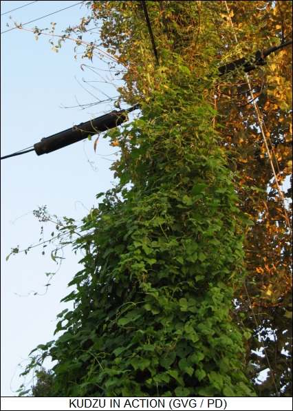 kudzu attacks a telephone pole