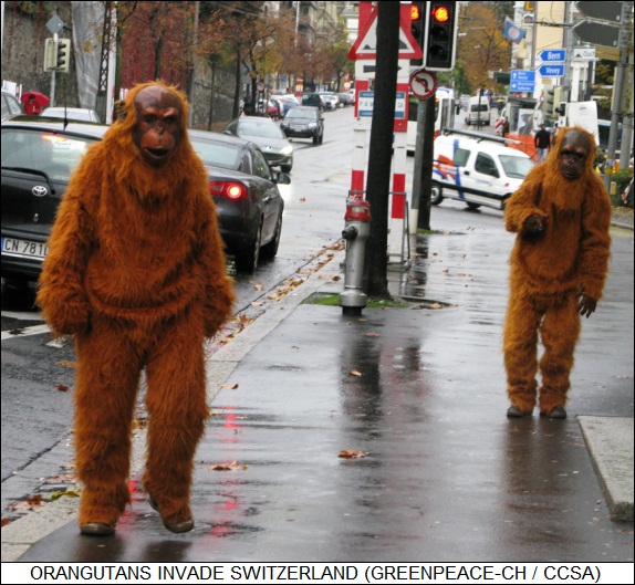 orangutans invade Switzerland