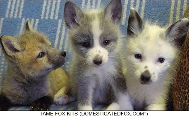 domesticated fox kits
