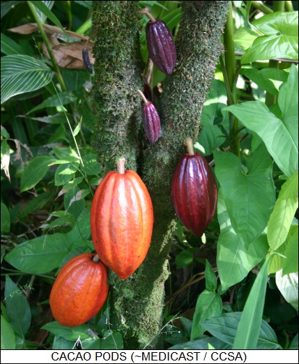 cacao pods