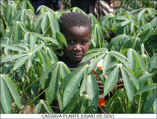 cassava plant