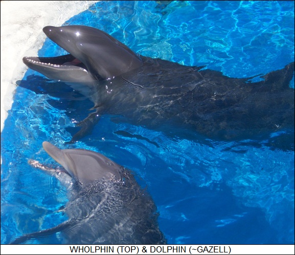 wholphin