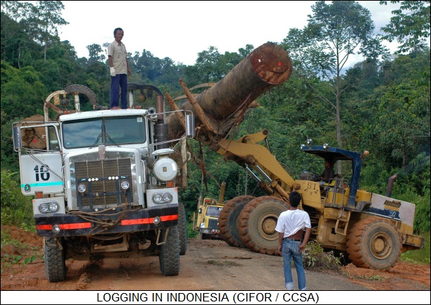 logging in Indonesia