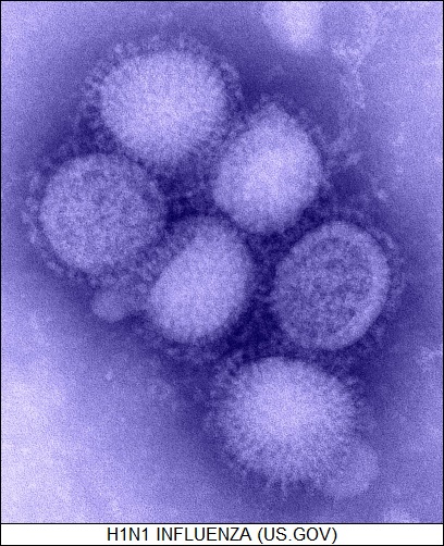 H1N1 viral particles