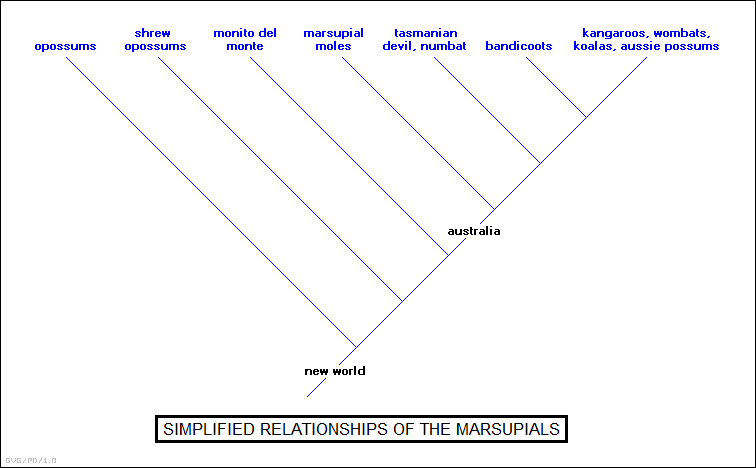 marsupial clade diagram