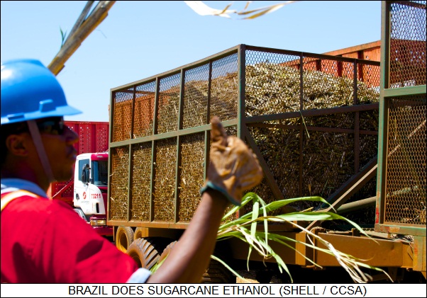 Brazilian sugarcane for fuel
