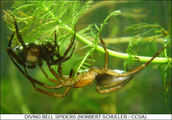diving-bell spider