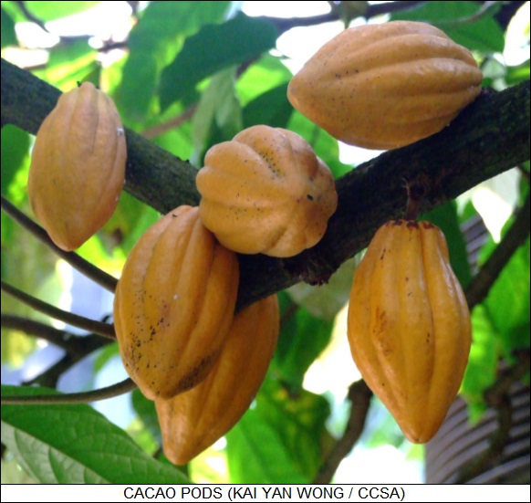 cacao pods on tree