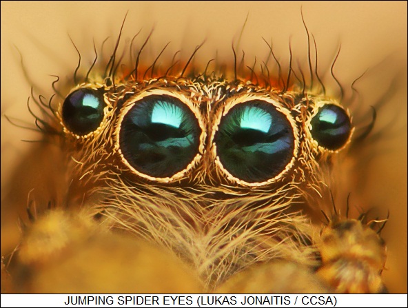 jumping spider eyes