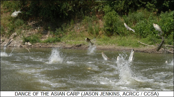 frantic dance of the Asian carp
