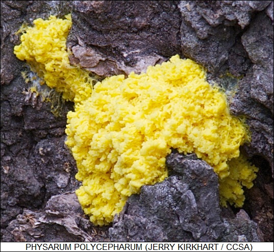 Physarum polycephalum slime mold