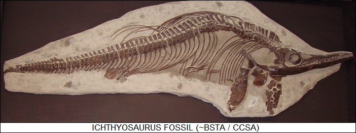 ichthyosaur fossil