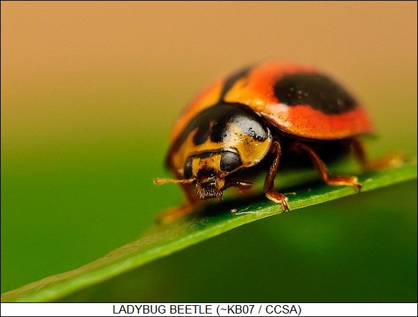 ladybug beetle